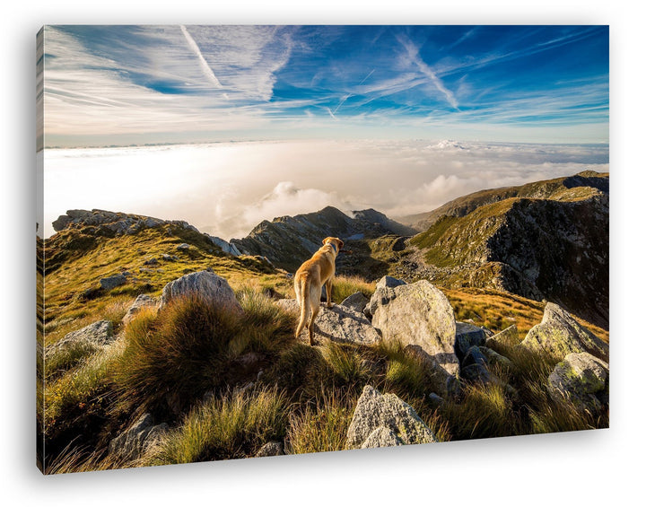 Hund auf einen Berg über den Wolken Format: 100x70 als Leinwand, Motiv fertig gerahmt auf Echtholzra