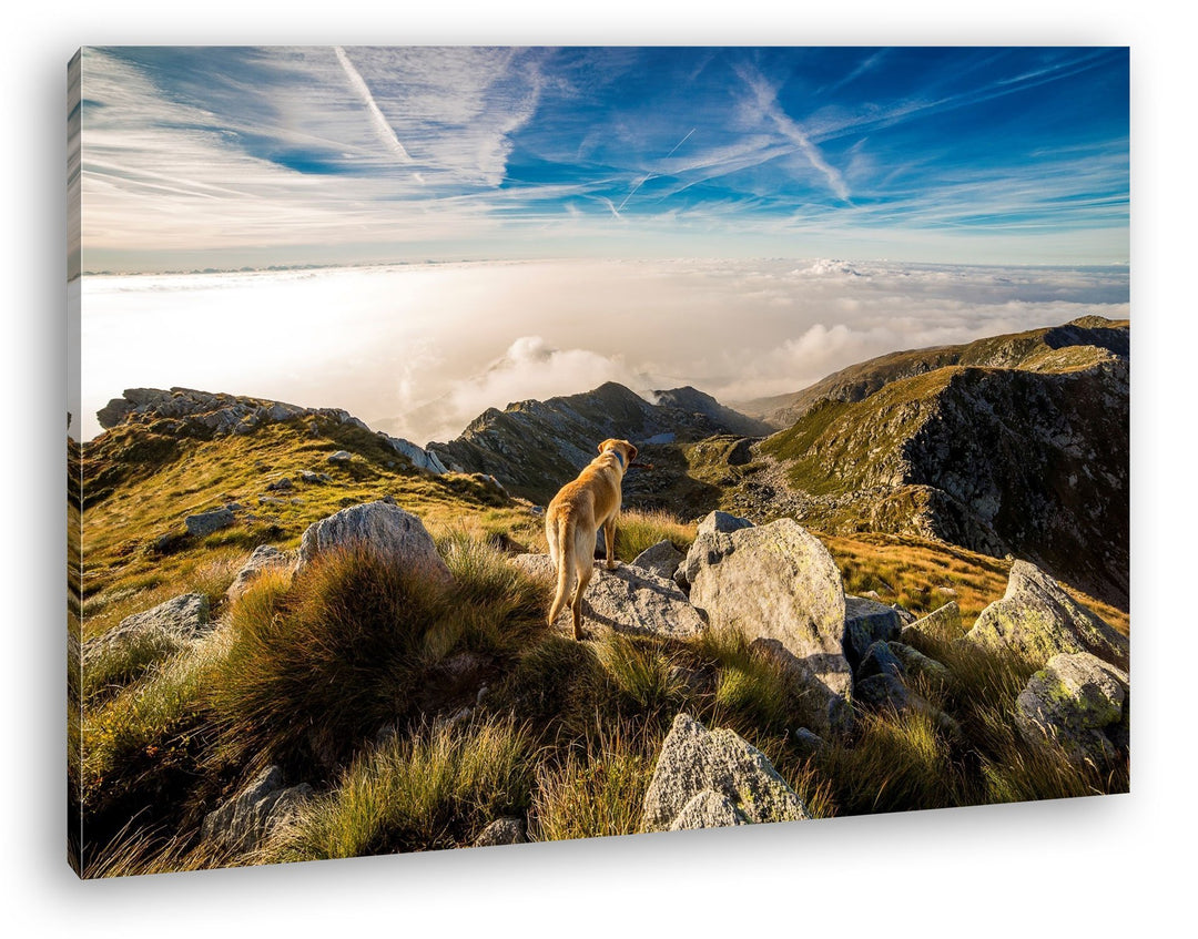 Hund auf einen Berg über den Wolken Format: 80x60 als Leinwand, Motiv fertig gerahmt auf Echtholzrah