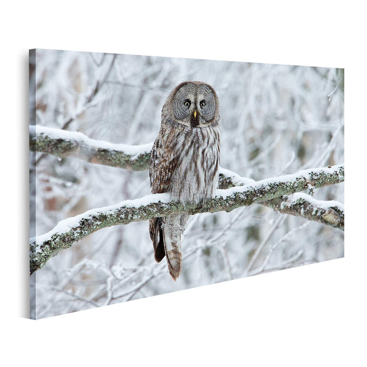 islandburner Bild auf Leinwand Steinkauz Strix Nebulosa Auf Einem Baum Sitzend Bilder Wandbilder Pos