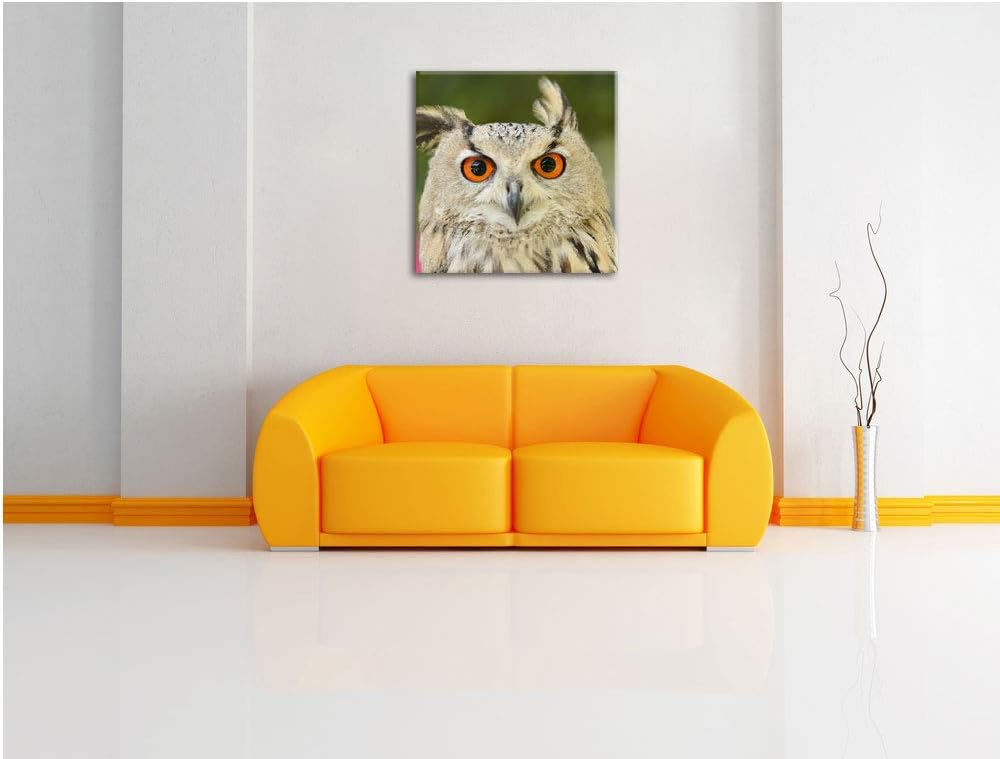 Eulen Kautz Orange Augen, Format: 70x70 auf Leinwand, XXL riesige Bilder fertig gerahmt mit Keilrahm