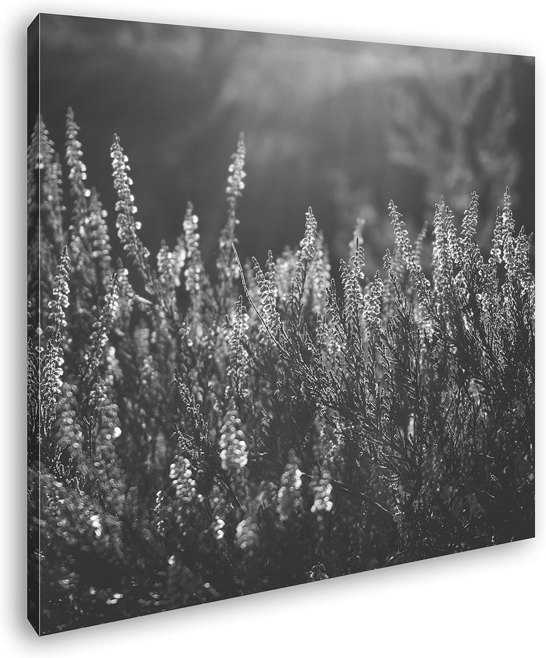 deyoli blühende Gräser Format: 60x60 Effekt: Schwarz&Weiss als Leinwandbild, Motiv fertig gerahmt au