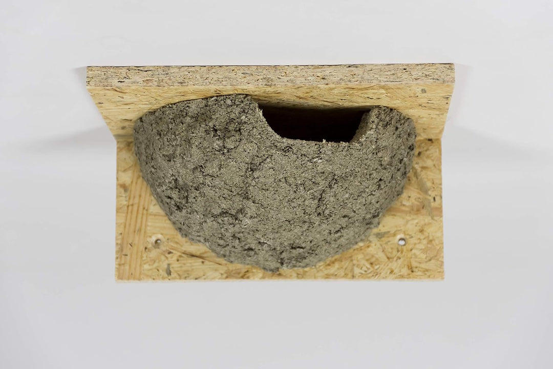 Mehlschwalbennest mit Einflug rechts, Schwalbennest, Nistkasten, Nisthilfe, Mehlschwalbennester