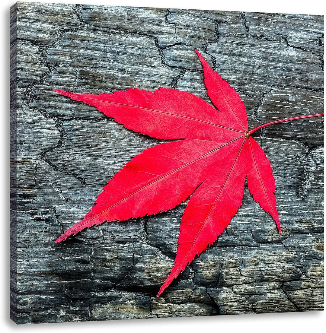 Pixxprint Rotes Blatt auf Holz Laub Natur, Format: 70x70 auf Leinwand, 70x70