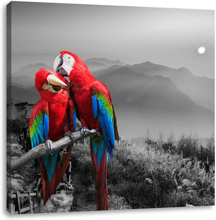 süsse Papageien auf AST schwarz/weiss, Format: 70x70 auf Leinwand, 70x70