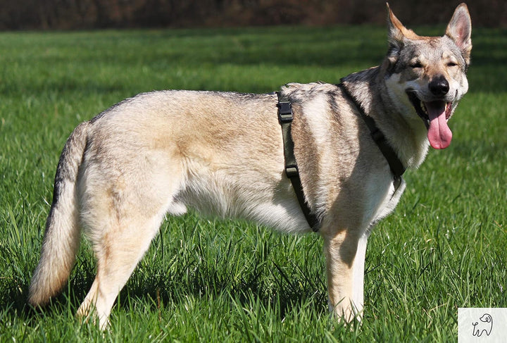 Animal Connection H-Form Hundegeschirr, Hundeweste Geschirre 5-Punkt-Einstellung, leicht und strapaz