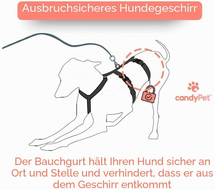3-Punkt-Gurt mit Anti-Ziehen, ideal für Lebreles: Italienischer Windhund, Whippet, Windhund, Podenco