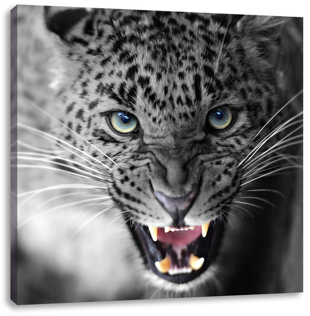 Pixxprint schöner fauchender Leopard als Leinwandbild | Grösse: 70x70 cm | Wandbild | Kunstdruck | f