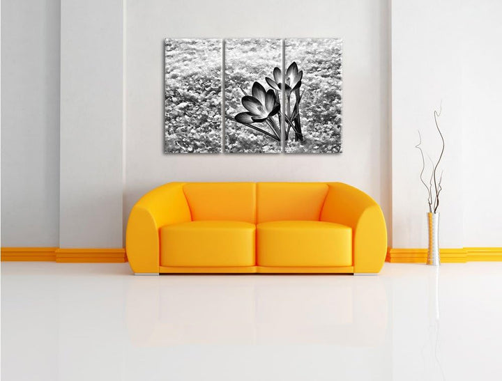 Pixxprint Lila Krokusse im Schnee als Leinwandbild/Grösse: 3 Teilig (120x80) cm/Wandbild/Kunstdruck/