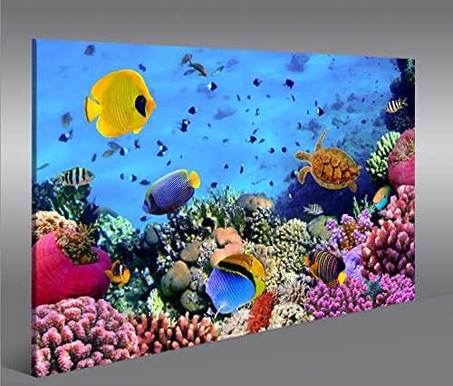 islandburner Bild Bilder auf Leinwand Aquarium Fische Meerwasser Tropische Doktorfische 1p XXL Poste