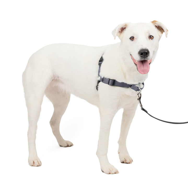 PetSafe Deluxe Easy Walk Hundegeschirr Stahlgrau / Schwarz Medium/Large, Stahlgrau / Schwarz Medium/