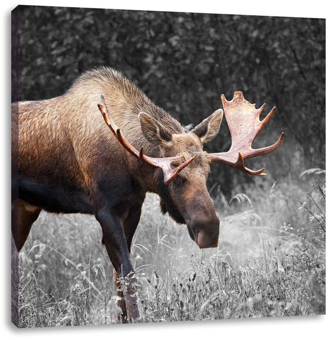 Pixxprint prächtiger Elch auf Wiese als Leinwandbild Quadratisch/Grösse: 70x70 / Wandbild/Kunstdruck