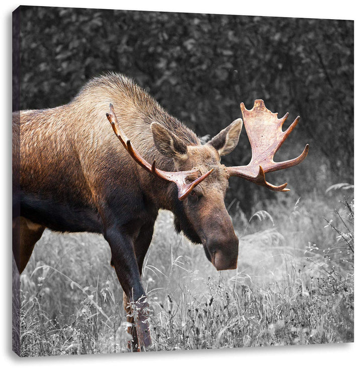 Pixxprint prächtiger Elch auf Wiese als Leinwandbild Quadratisch/Grösse: 70x70 / Wandbild/Kunstdruck