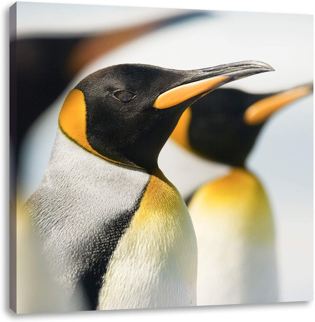Pinguine, Format: 70x70 auf Leinwand, XXL riesige Bilder fertig gerahmt mit Keilrahmen, Kunstdruck a