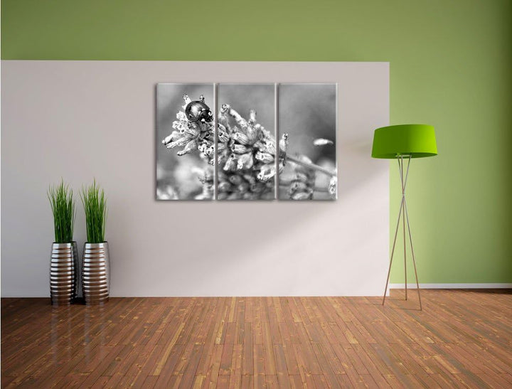 Pixxprint Kleiner Marienkäfer auf Lavendel Kunst B&W 3-Teiler Leinwandbild 120x80 Bild auf Leinwand