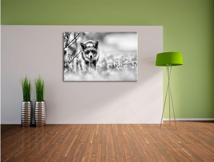 Pixxprint Schleichender Fuchs / 100x70cm Leinwandbild bespannt auf Holzrahmen/Wandbild Kunstdruck De