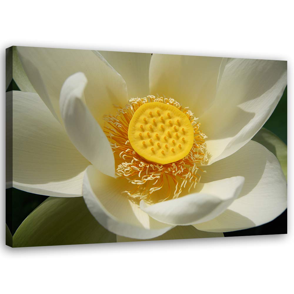 Feeby Bild auf Leinwand Blume Kunstdruck modern Natur Gelb 80x60 cm Leinwandbild 80x60 cm Gelb_A, Le