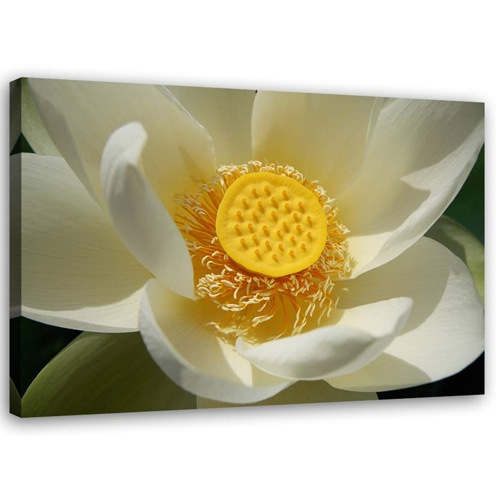 Feeby Bild auf Leinwand Blume Kunstdruck modern Natur Gelb 80x60 cm Leinwandbild 80x60 cm Gelb_A, Le
