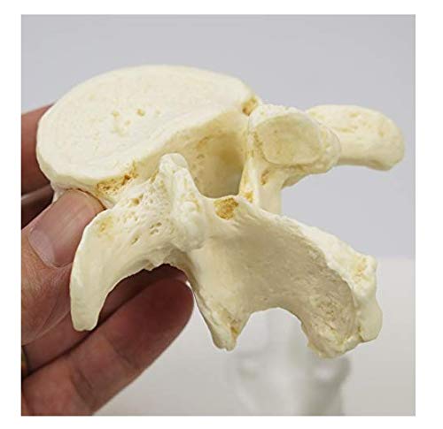 3B Scientific Menschliche Anatomie - Set mit 5 Lendenwirbeln + kostenlose Anatomie App - 3B Smart An