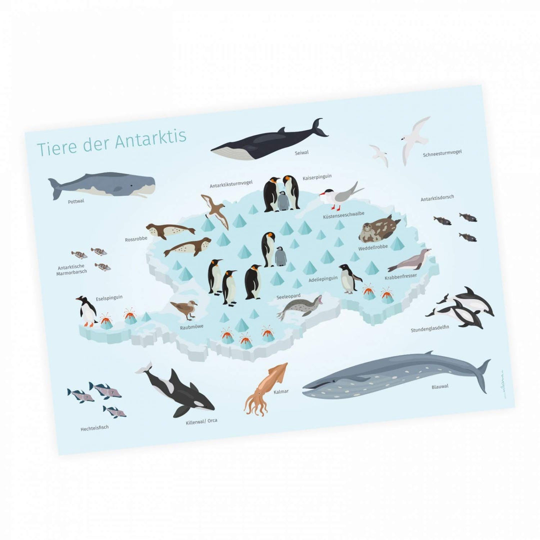 Kinder Lernposter - Tiere der Antarktis - in 3 Grössen - Wal Delfin Pinguin Robbe Südpol Wanddeko Ki