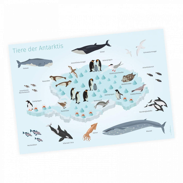 Kinder Lernposter - Tiere der Antarktis - in 3 Grössen - Wal Delfin Pinguin Robbe Südpol Wanddeko Ki