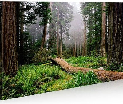 islandburner Bild Bilder auf Leinwand Wald V2 1p XXL Poster Leinwandbild Wandbild Dekoartikel Wohnzi