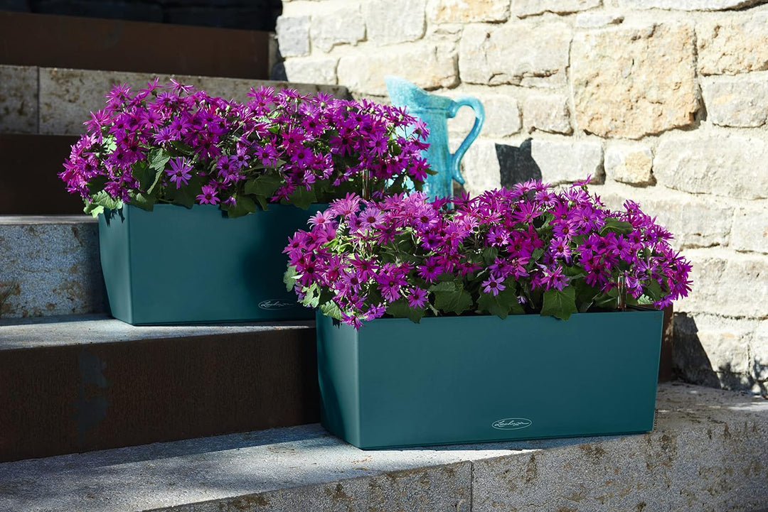 Lechuza 50 Color - Exclusive Sonderfarbe Capri, 50x19x19 cm Single, Single