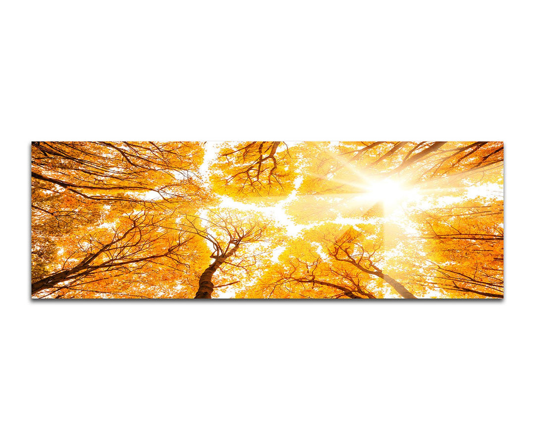 Paul Sinus Art Panoramabild auf Leinwand und Keilrahmen 150x50cm Wald Baumkronen Himmel Sonnenlicht