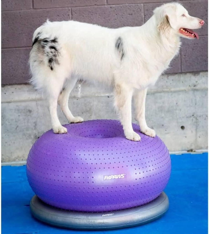 FitPAWS Traxdonut Hundetrainer, 1 Unité (Lot de 1)