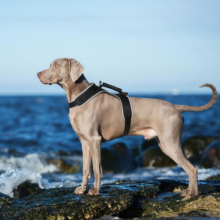MASBRILL LED Hundegeschirr Leuchtend, Leuchtgeschirr für Hunde Aufladbar Verstellbar LED Leucht Brus