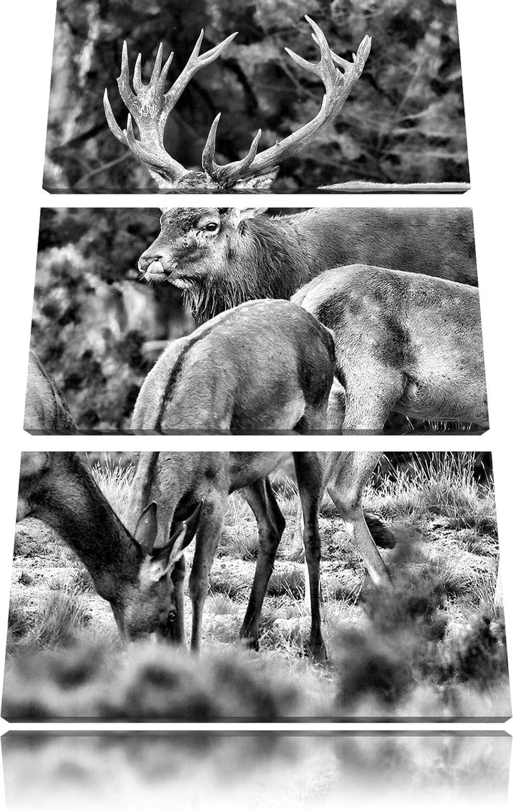 Pixxprint Hirschfamilie auf Waldlichtung als Leinwandbild/Grösse: 3 Teilig (120x80) cm/Wandbild/Kuns