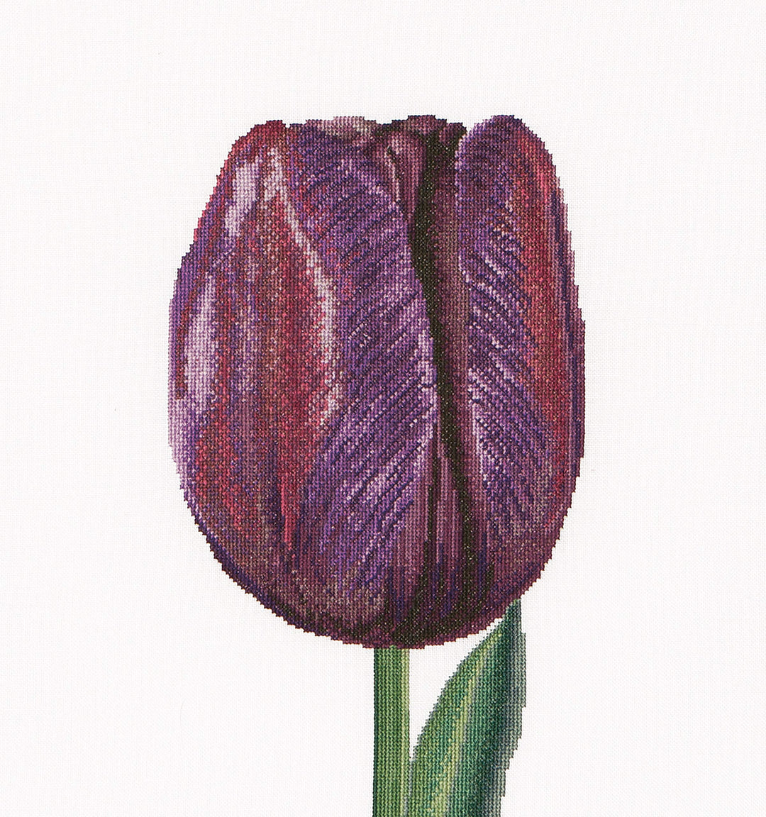Thea Gouverneur - Kreuzstich-Set - Lila Triump Tulpe - Aida - 16 Count - Für Erwachsene - 514A Lila