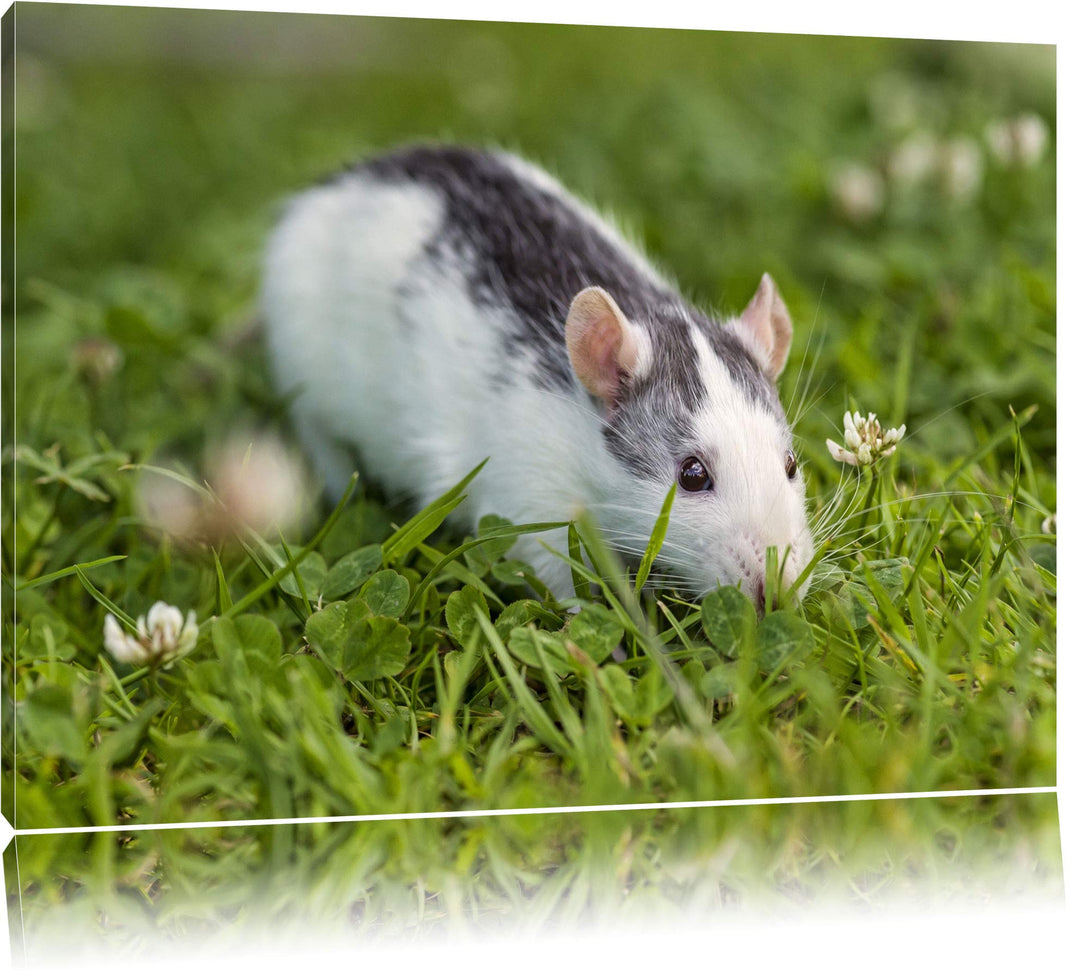 Pixxprint kleine Maus auf Blumenwiese auf Leinwand, XXL riesige Bilder fertig gerahmt mit Keilrahmen