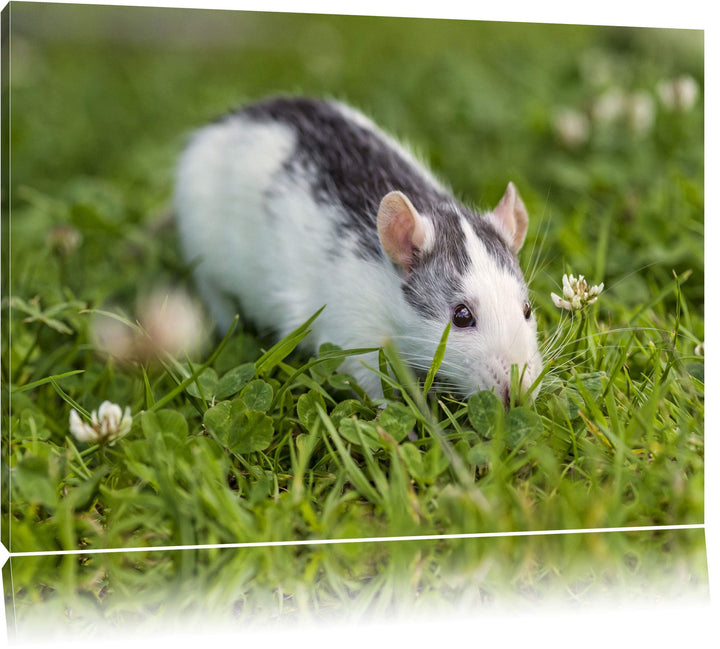 Pixxprint kleine Maus auf Blumenwiese auf Leinwand, XXL riesige Bilder fertig gerahmt mit Keilrahmen