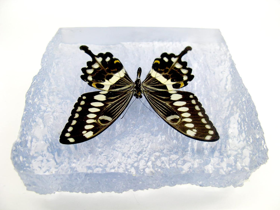 Echter, sorgfältig präparierten Schmetterling in Kunstharz gegossen. Dekorativ und selten. Bewahren