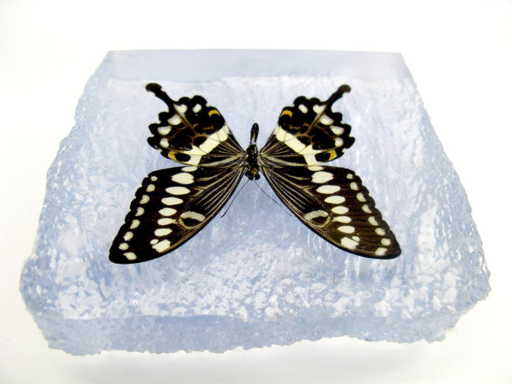 Echter, sorgfältig präparierten Schmetterling in Kunstharz gegossen. Dekorativ und selten. Bewahren
