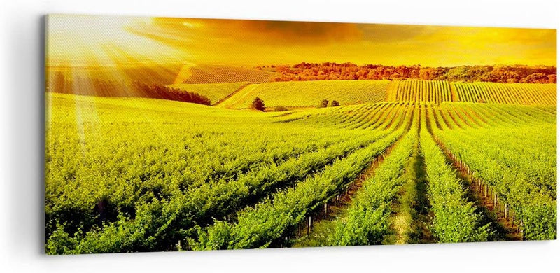 Wandbilder Dekoration Wohnzimmer Land Weingut Pflanzung Panorama Bilder auf Leinwand 120x50cm Leinwa