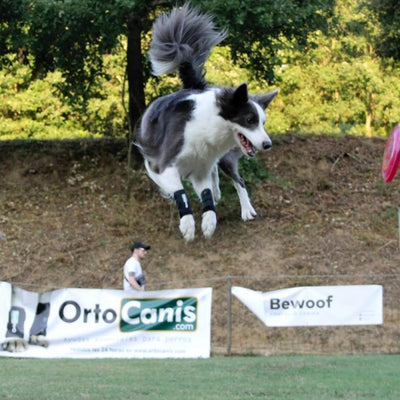 Ortocanis - Karpalgelenkbandage für Hunde mit Arthrose, Bänder- oder Sehnenverletzungen, Grösse S, G