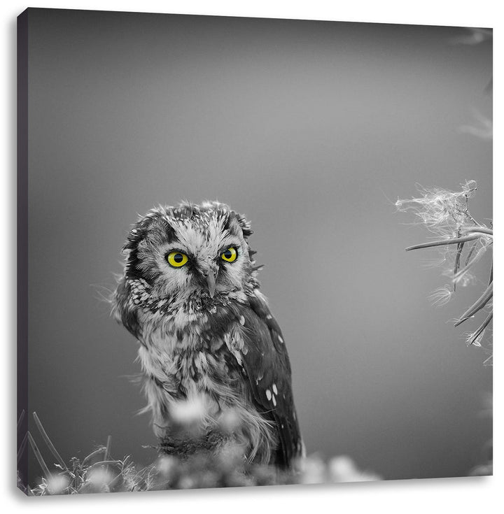 Pixxprint Kleine neugierige Eule schwarz/weiss, Format: 70x70 auf Leinwand, 70x70