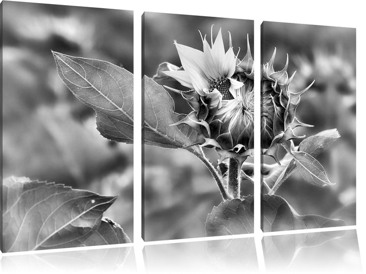 Pixxprint Aufblühende Sonnenblume als Leinwandbild/Grösse: 3 Teilig (120x80) cm/Wandbild/Kunstdruck/