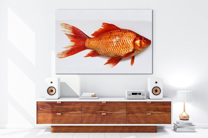 deyoli glänzender Goldfisch im Format: 80x60 als Leinwandbild, Motiv fertig gerahmt auf Echtholzrahm