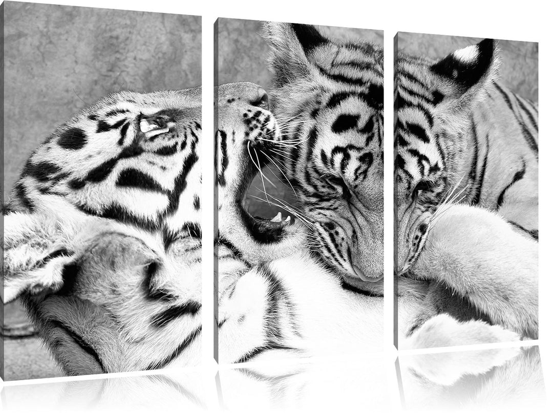 Pixxprint Tiger beim Kämpfen als Leinwandbild/Grösse: 3 Teilig (120x80 cm) cm/Wandbild/Kunstdruck/fe