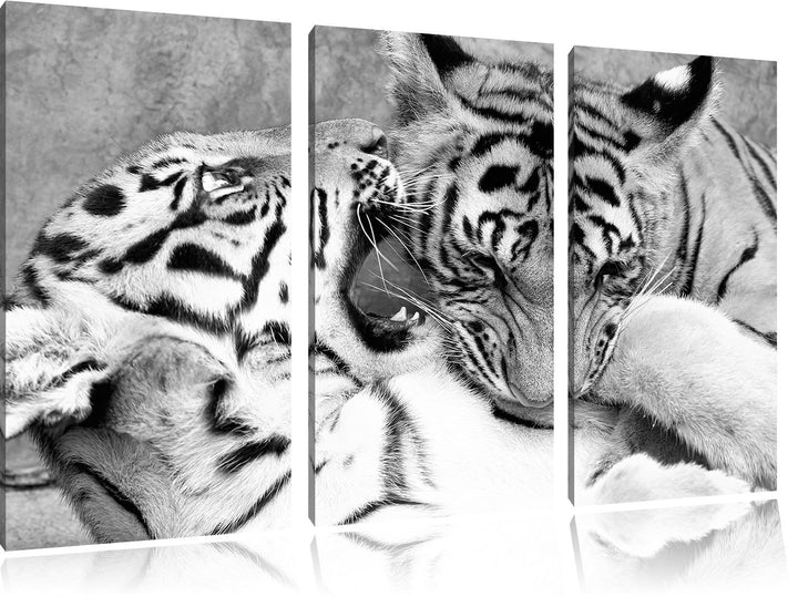 Pixxprint Tiger beim Kämpfen als Leinwandbild/Grösse: 3 Teilig (120x80 cm) cm/Wandbild/Kunstdruck/fe