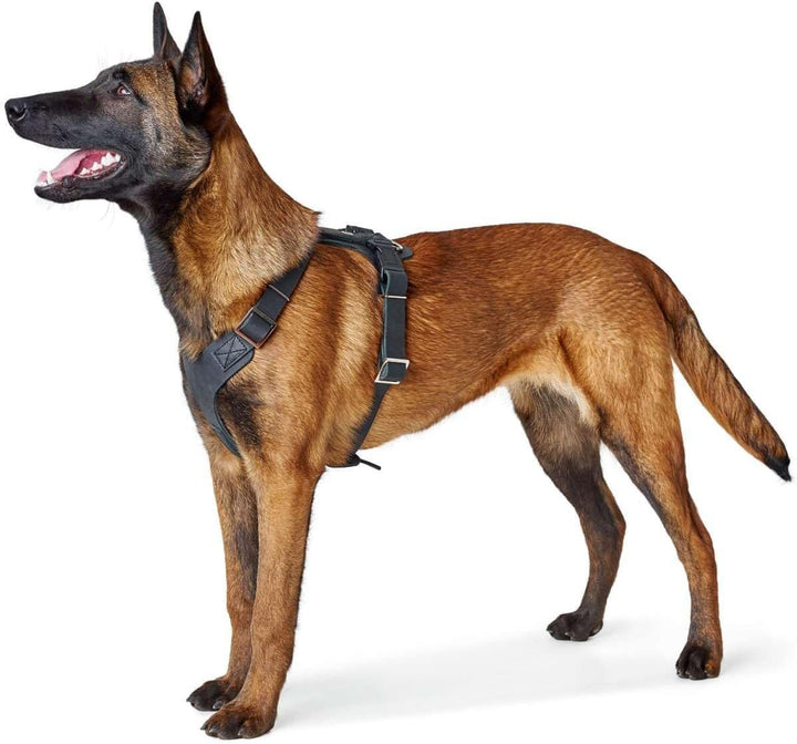 HUNTER AALBORG Hundegeschirr, Leder, S-M/2, schwarz schwarz S-M/2, schwarz S-M/2