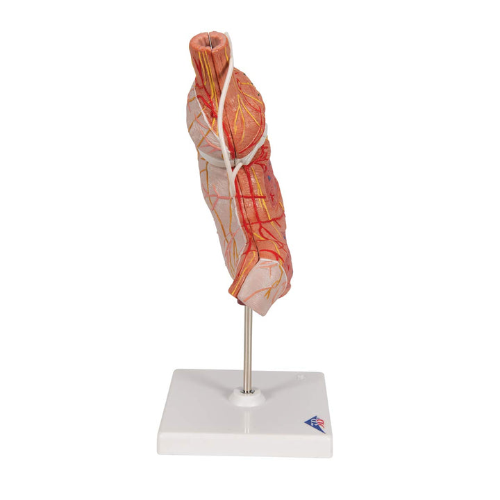 3B Scientific Menschliche Anatomie - Magenbandmodell + kostenlose Anatomie App - 3B Smart Anatomy