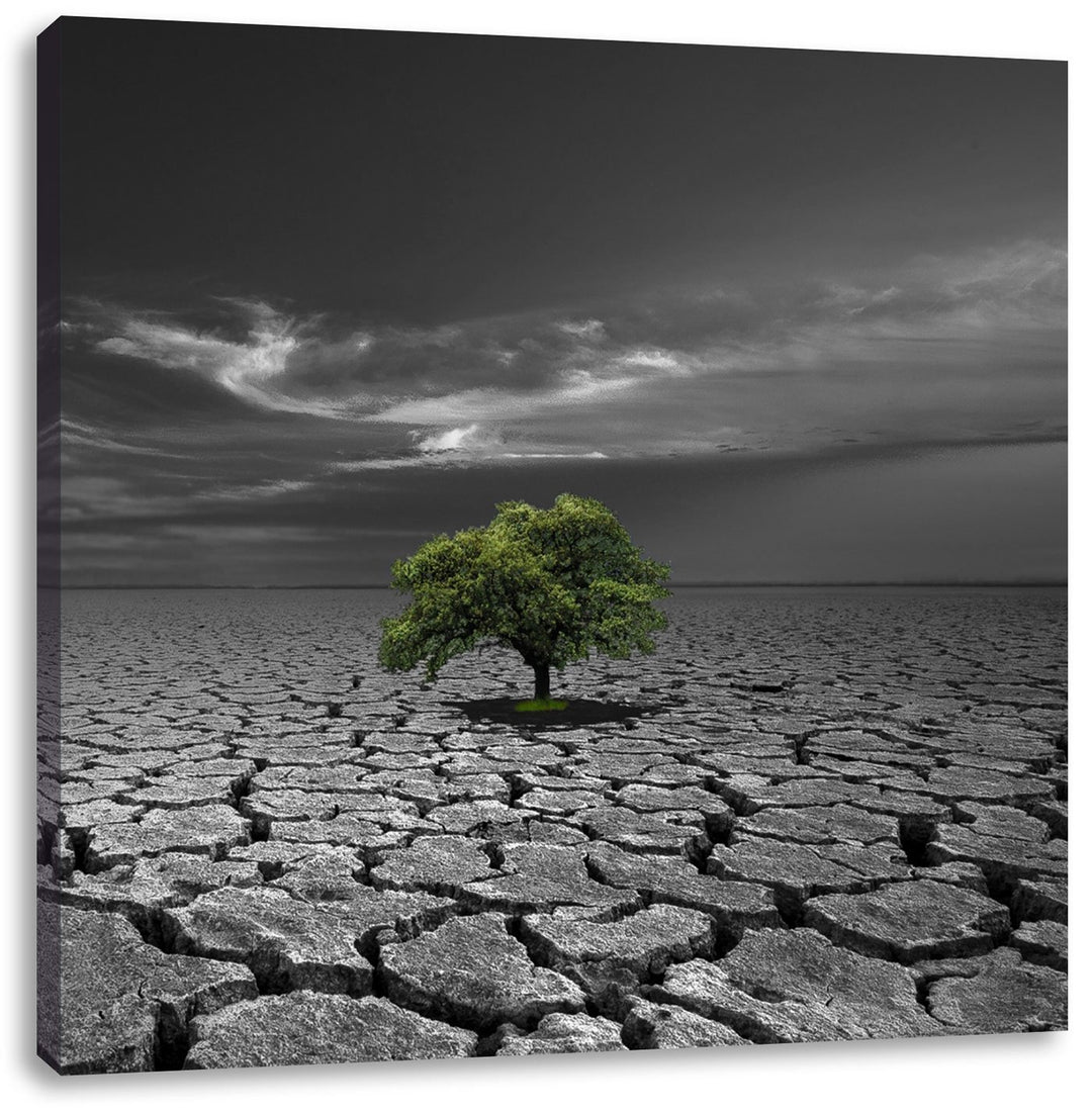 Pixxprint einsamer Baum auf ausgetrocknetem Boden schwarz/weiss, Format: 70x70 auf Leinwand, 70x70