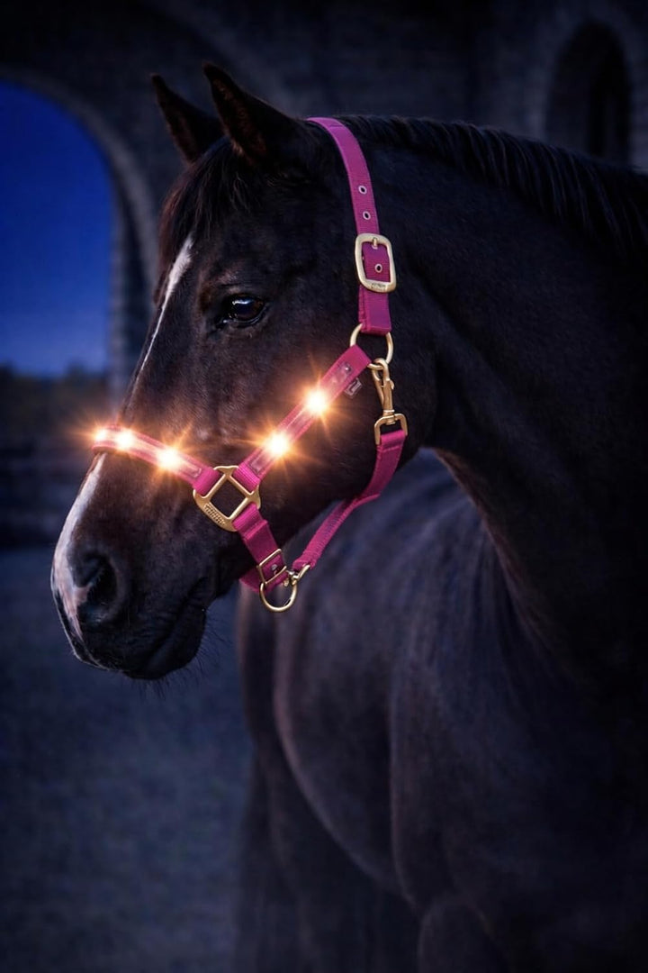Reinecke Equestrian Premium Leuchthalfter Reflexhalfter Sicherheitshalfter Stallhalfter Weidehalfter