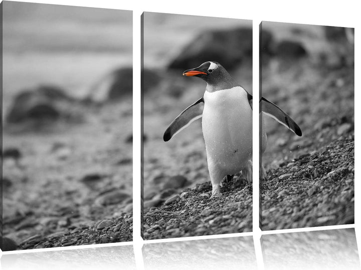 süsser Pinguin am Steinstrand schwarz/weiss 3-Teiler Leinwandbild 120x80 Bild auf Leinwand, XXL ries