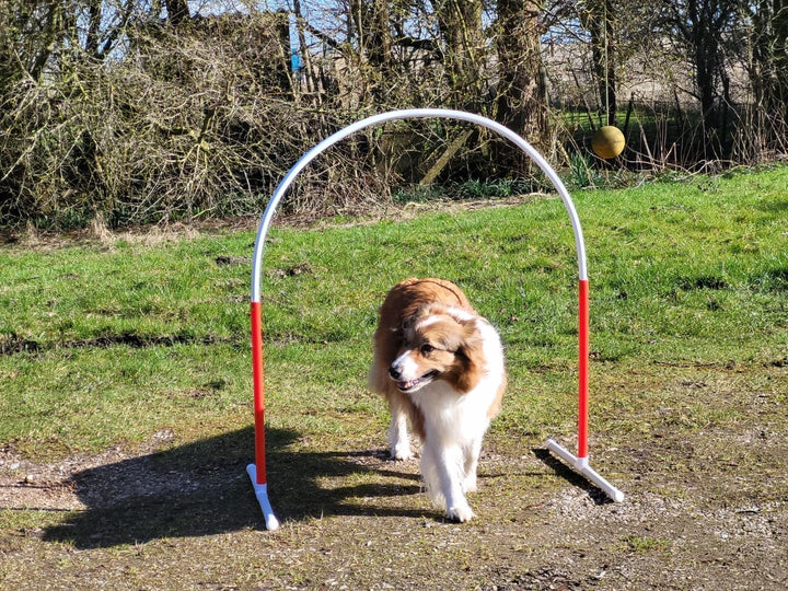 Generisch HOOPERS Agility Combi - Set / 1 Gate / 3 Hoopers Bögen/Gatter/Trennzaun, Hoopers Bogen/aus