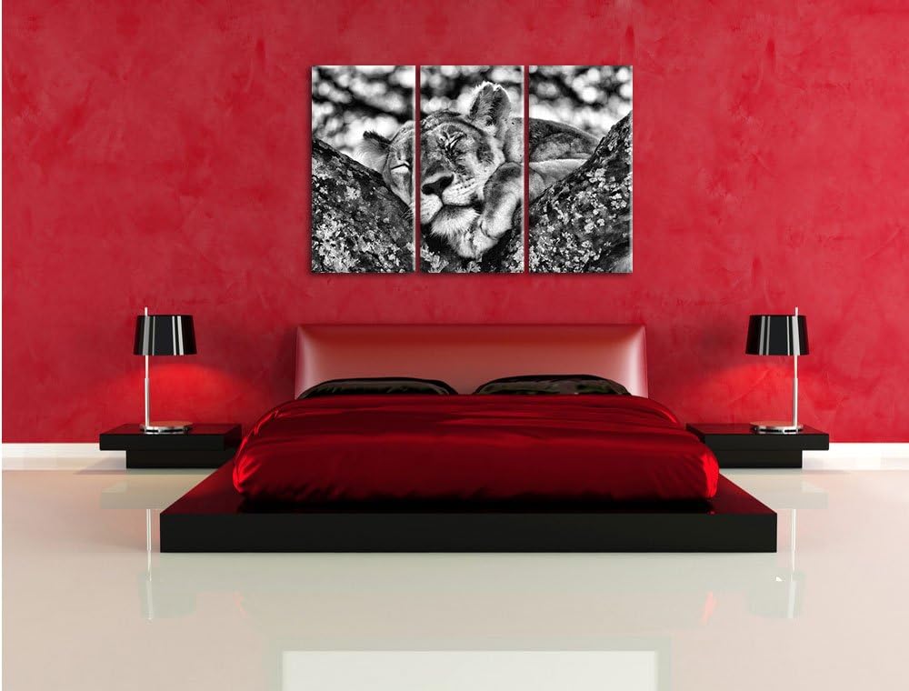 Pixxprint müde Löwin ruht auf Baum als Leinwandbild/Grösse: 3 Teilig (120x80) cm/Wandbild/Kunstdruck