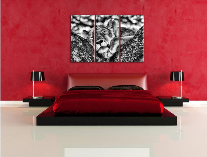 Pixxprint müde Löwin ruht auf Baum als Leinwandbild/Grösse: 3 Teilig (120x80) cm/Wandbild/Kunstdruck